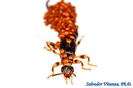 Attēlu rezultāti vaicājumam “Mesostigmata”