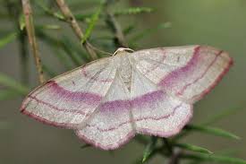 Attēlu rezultāti vaicājumam “Rhodostrophia vibicaria”