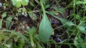 Attēlu rezultāti vaicājumam “Myosotis sparsiflora flower”