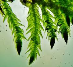 Attēlu rezultāti vaicājumam “Brachythecium rivulare”