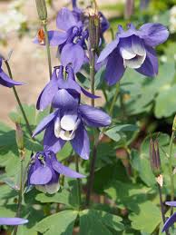Image result for Aquilegia
