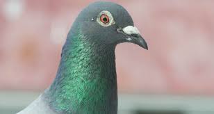 Attēlu rezultāti vaicājumam “Columbiformes”