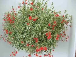 Image result for Alonsoa liniflora