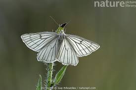 Attēlu rezultāti vaicājumam “Siona lineata”