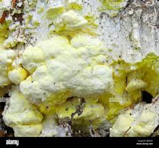 Attēlu rezultāti vaicājumam “Antrodia xantha”