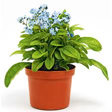 Image result for Vergissmeinnicht