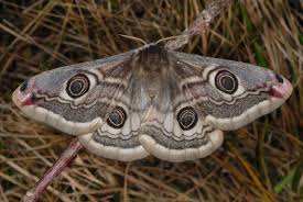 Attēlu rezultāti vaicājumam “Saturnia pavonia female”