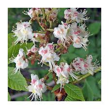 Attēlu rezultāti vaicājumam “Aesculus hippocastanum”