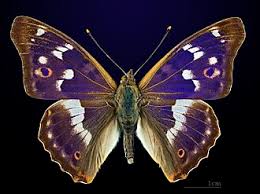 Attēlu rezultāti vaicājumam “Apatura ilia underside”