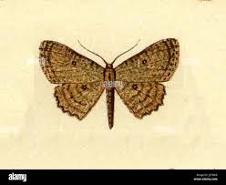 Attēlu rezultāti vaicājumam “Cyclophora pendularia”