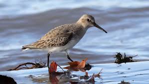 Attēlu rezultāti vaicājumam “Calidris”