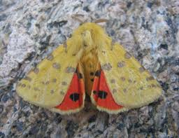 Attēlu rezultāti vaicājumam “Rhyparia purpurata”