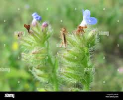 Attēlu rezultāti vaicājumam “Anchusa arvensis flower”