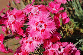 Image result for Dianthus gratianopolitanus