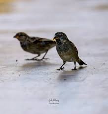 Attēlu rezultāti vaicājumam “Passer domesticus juvenile”