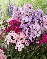 Image result for Phlox paniculata `Sweet Summer`