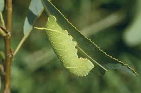 Attēlu rezultāti vaicājumam “Laothoe populi imago”