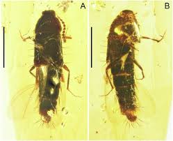 Attēlu rezultāti vaicājumam “Tachyporus sp.”