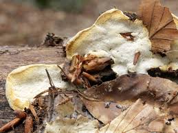 Attēlu rezultāti vaicājumam “Antrodiella serpula”