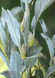 Attēlu rezultāti vaicājumam “Salix lapponum”