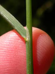 Attēlu rezultāti vaicājumam “Agrostis stolonifera”
