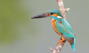 Attēlu rezultāti vaicājumam “Alcedo atthis nest”