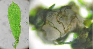 Attēlu rezultāti vaicājumam “Harpanthus scutatus”