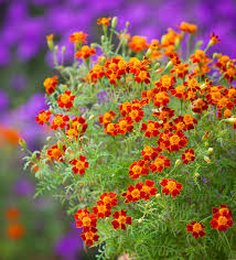 Attēlu rezultāti vaicājumam “Tagetes flower”