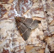 Attēlu rezultāti vaicājumam “Hypsopygia glaucinalis”