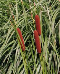 Attēlu rezultāti vaicājumam “Typha angustifolia”