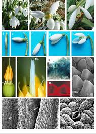 Attēlu rezultāti vaicājumam “Galanthus nivalis bud”