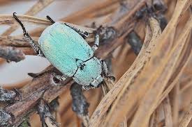 Attēlu rezultāti vaicājumam “Hoplia parvula”