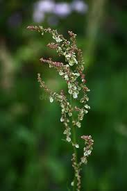 Attēlu rezultāti vaicājumam “Rumex acetosa flower”