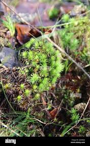 Attēlu rezultāti vaicājumam “Polytrichum strictum”