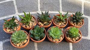 Image result for Haworthia mix