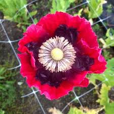 Image result for Papaver somniferum