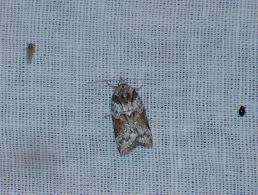 Attēlu rezultāti vaicājumam “Nycteola degenerana”