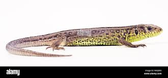 Attēlu rezultāti vaicājumam “Lacerta agilis female”