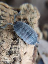 Attēlu rezultāti vaicājumam “Porcellio scaber”