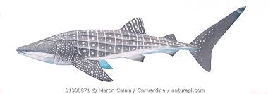 Image result for Rhincodon typus