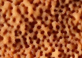 Attēlu rezultāti vaicājumam “Gloeoporus taxicola”