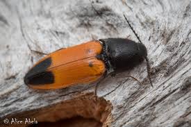 Attēlu rezultāti vaicājumam “Ampedus sp.”