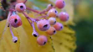 Attēlu rezultāti vaicājumam “Sorbus alnifolia”