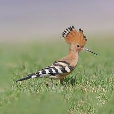 Attēlu rezultāti vaicājumam “Upupa epops adult”