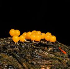 Attēlu rezultāti vaicājumam “Hemitrichia decipiens”