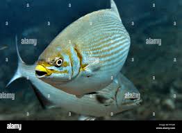 Image result for Lutjanus alexandrei