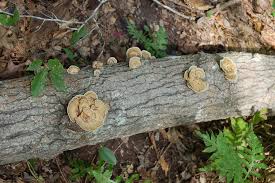 Attēlu rezultāti vaicājumam “Trametes ochracea”