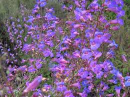 Image result for Penstemon