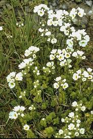 Attēlu rezultāti vaicājumam “Euura acutifoliae”