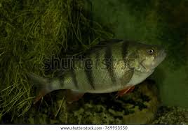 Attēlu rezultāti vaicājumam “Perca fluviatilis”